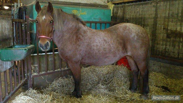 Anden særlig race Baliey [Himmelhest] - Hun er den mest chamrende pony i verden, efter min mening!<3 billede 3