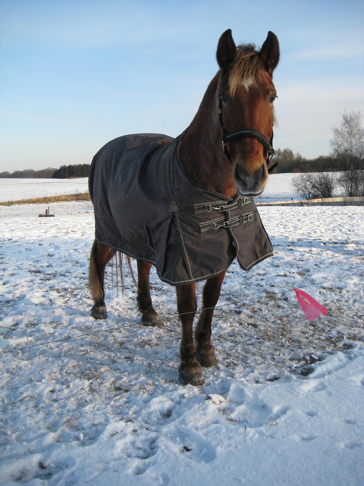 Anden særlig race Baliey [Himmelhest] - Hun er smuk og se på! Elsker min Bailey !<3 billede 5