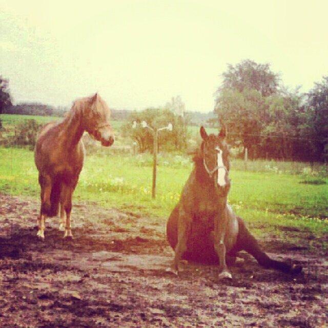 Anden særlig race Apollo - Orggghhhh, det er hårdt at komme op, hva' tykke!<333 billede 8