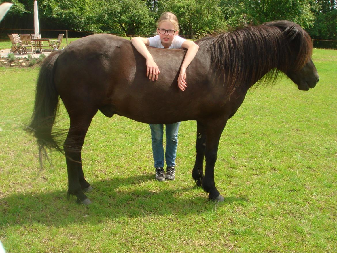 Islænder Yringúr (Ingolf) - <3 billede 15