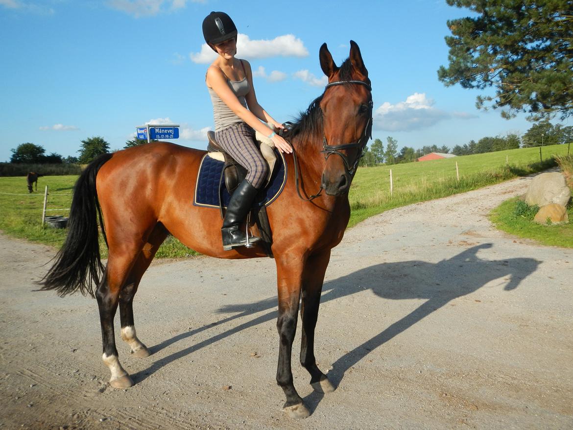 Anden særlig race Bruno Hartvig - Bruno nu, sommer 2012 på efter en skovtur billede 1
