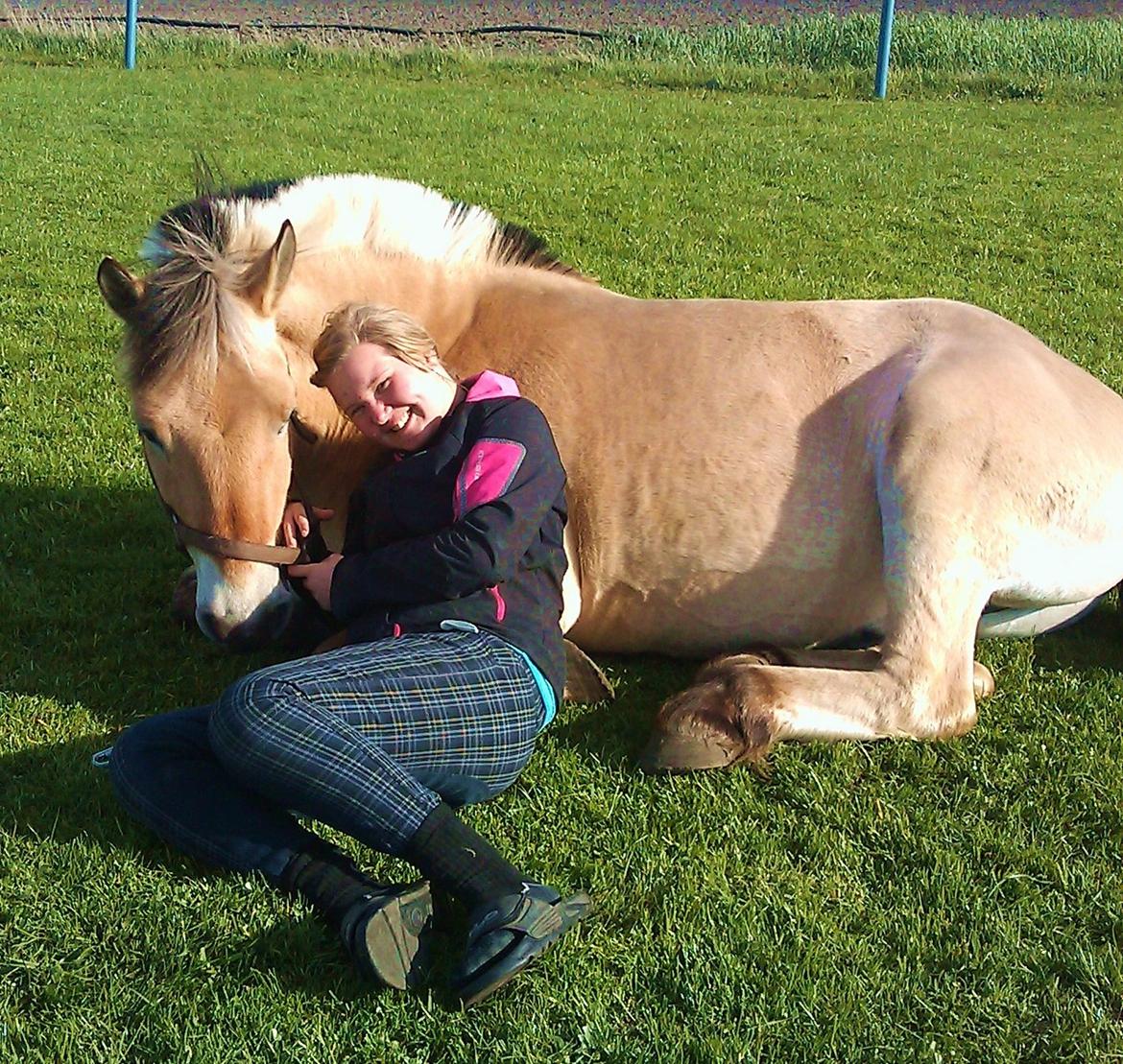 Fjordhest Prins - sommer 2012 billede 6