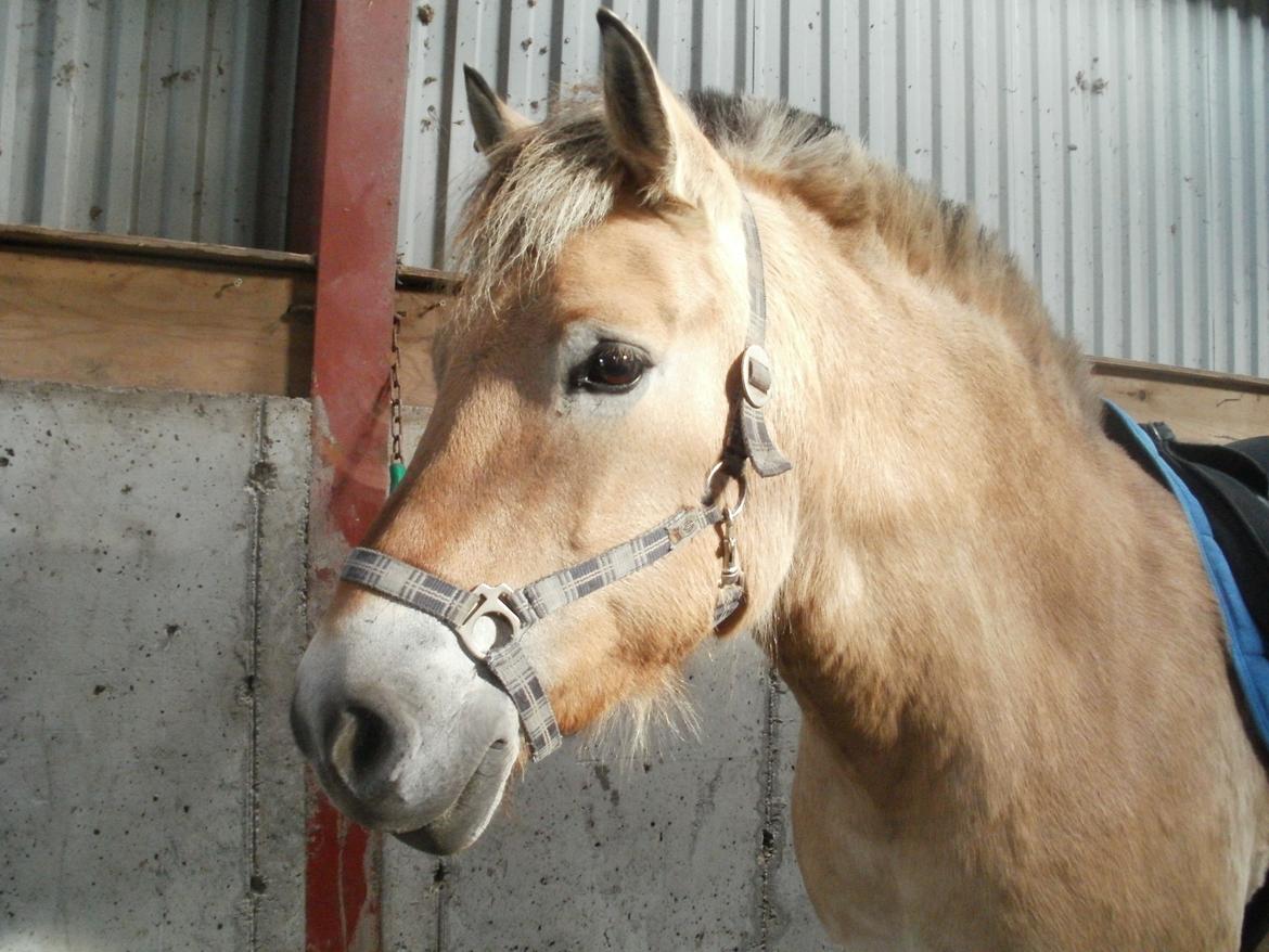 Fjordhest Prins - Er vi lidt glad?!:-) billede 7