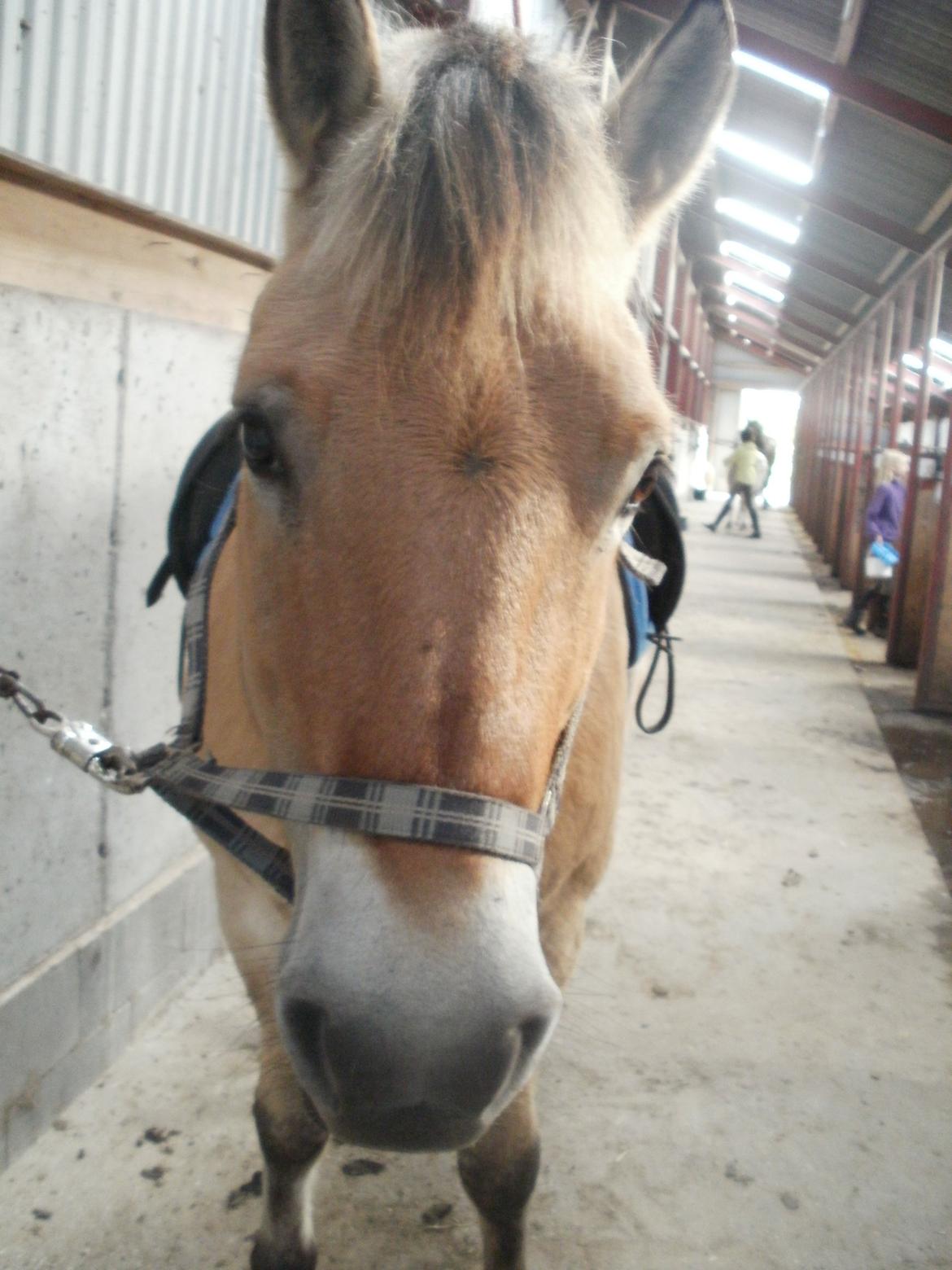 Fjordhest Prins - Søde..:-) billede 8