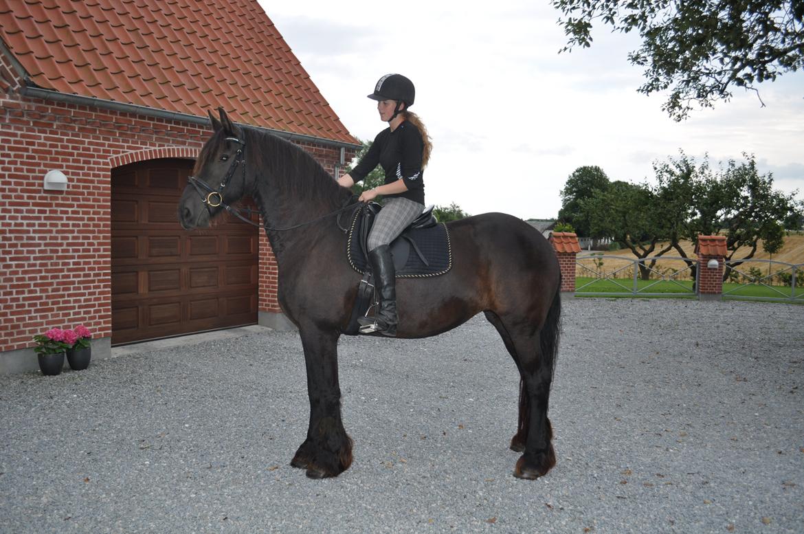 Frieser AKKE FAN DE SLACHTEDYK (Red og passede) - Smukke Akke på gårdspladsen herhjemme inden ridetur, d. 4. august 2012. billede 15