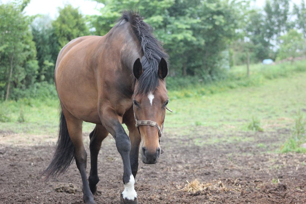 Dansk Varmblod Malou:!! <3 billede 1