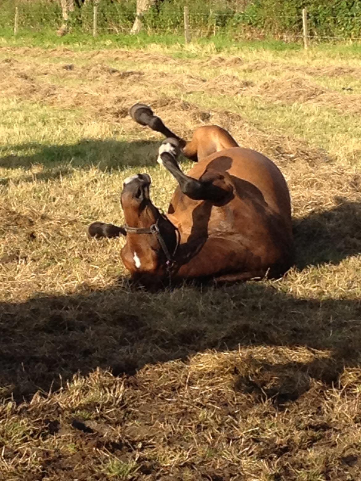 Dansk Varmblod Malou:!! <3 billede 6