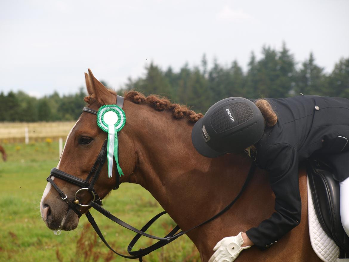 New Forest Paick billede 1