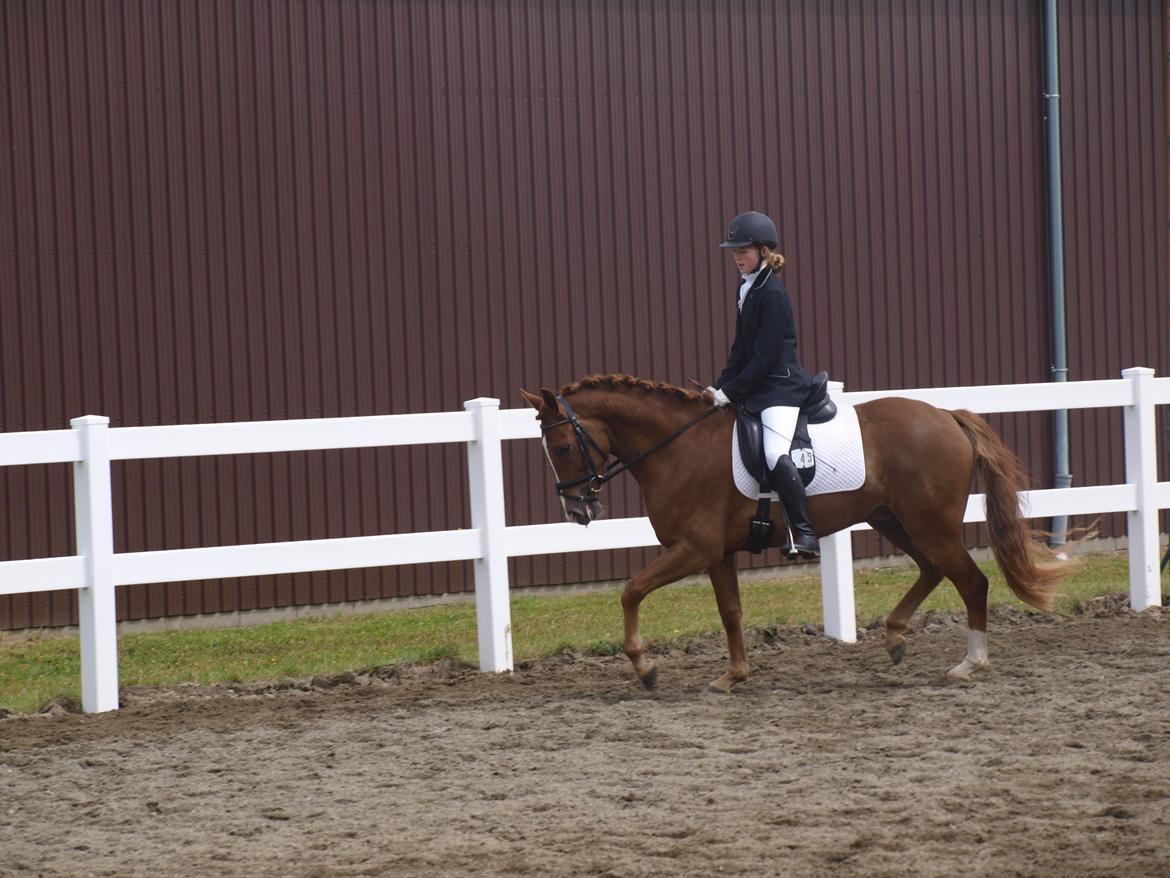 New Forest Paick - Vorbasse Cup - anden plads billede 3