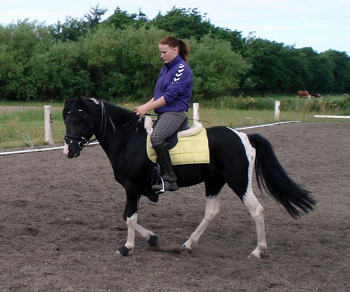 Pinto Piilgaardens Lamborghini <3 * HINGST * billede 9
