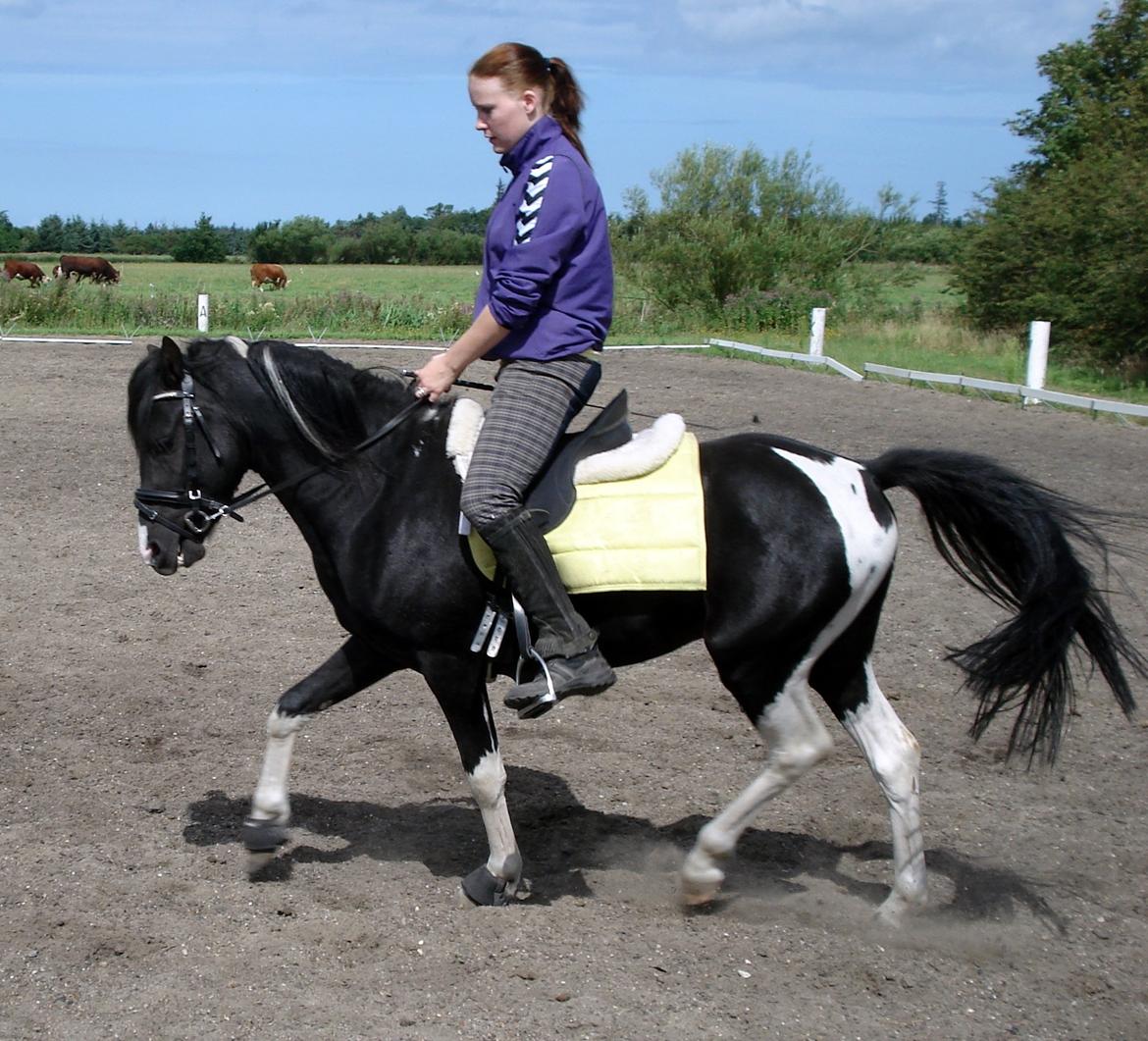 Pinto Piilgaardens Lamborghini <3 * HINGST * billede 10