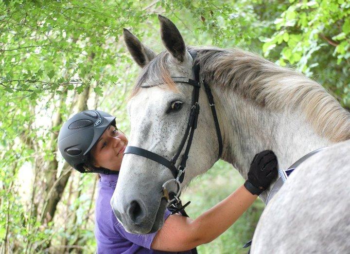 Dansk Varmblod Kærsholms Willow - Er håbløst forelsket i den pony, det vi har sammen og den han gør mig til <3 billede 5