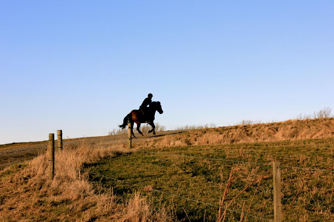 New Forest Beethoven - En galoptur i aften solen <3 billede 3
