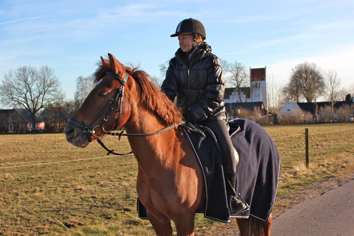 New Forest Beethoven billede 4