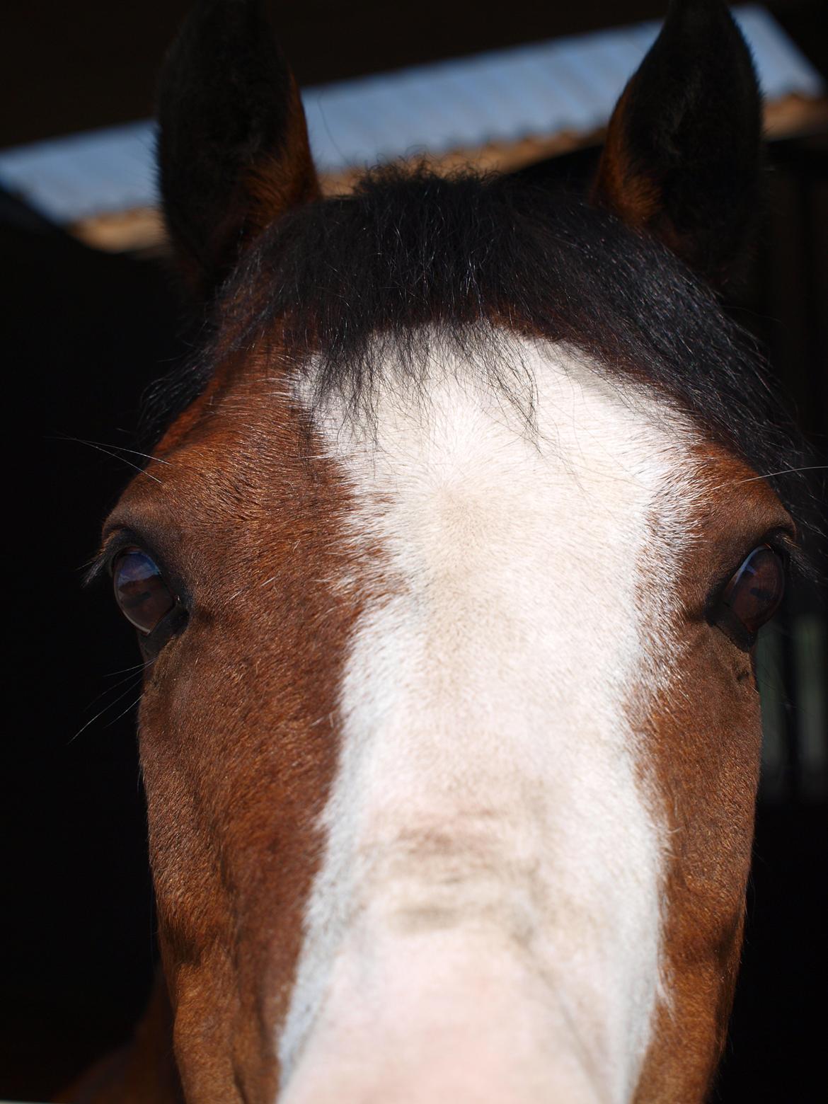 Welsh Mountain (sec A) Shorty 56 - Smukke i stalden. Her kigger han så ud. billede 7