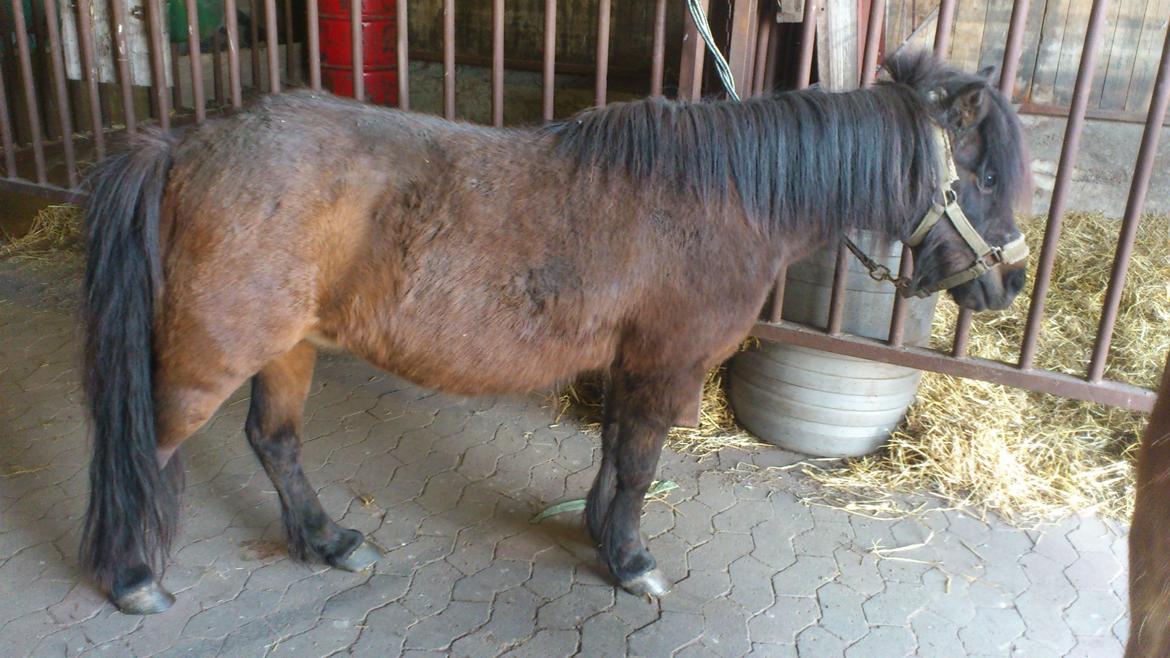 Anden særlig race Solstråle - Utrolig dejlig pony!<3 billede 4