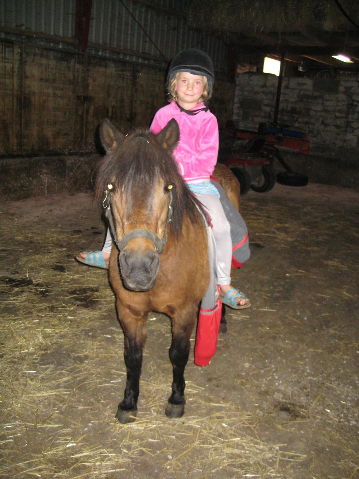 Anden særlig race Solstråle - Så skal den gamle rides lidt!<3 billede 11
