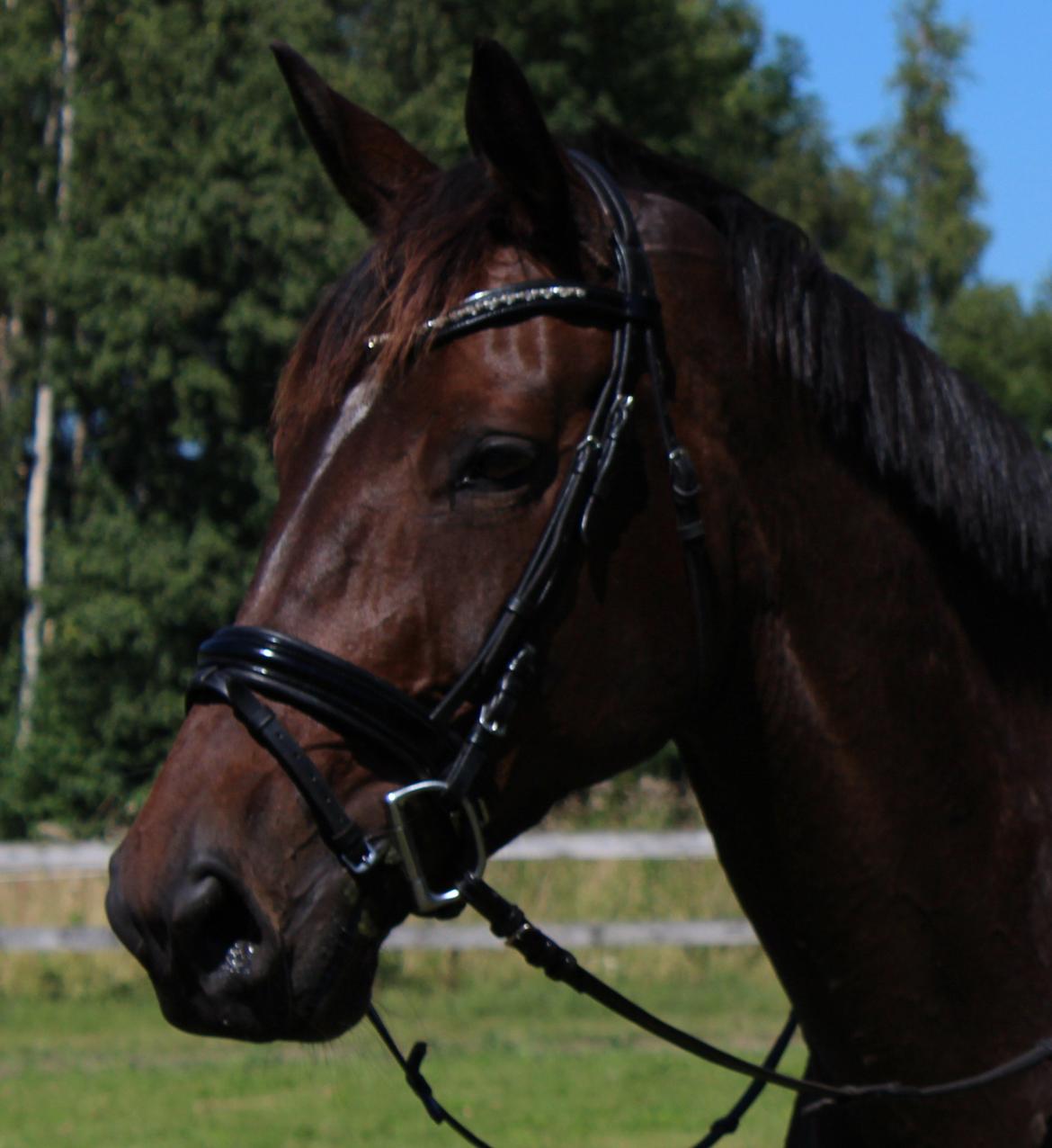 Dansk Varmblod KOKO R.I.P - Min smukke Prinsesse <3 billede 1