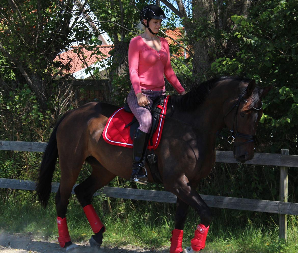 Dansk Varmblod KOKO R.I.P billede 12