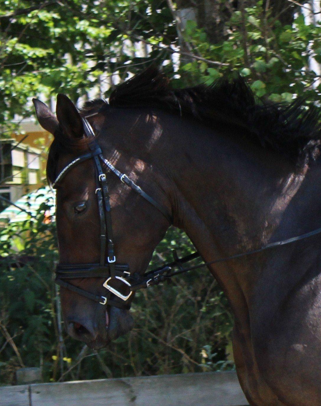 Dansk Varmblod KOKO R.I.P billede 13