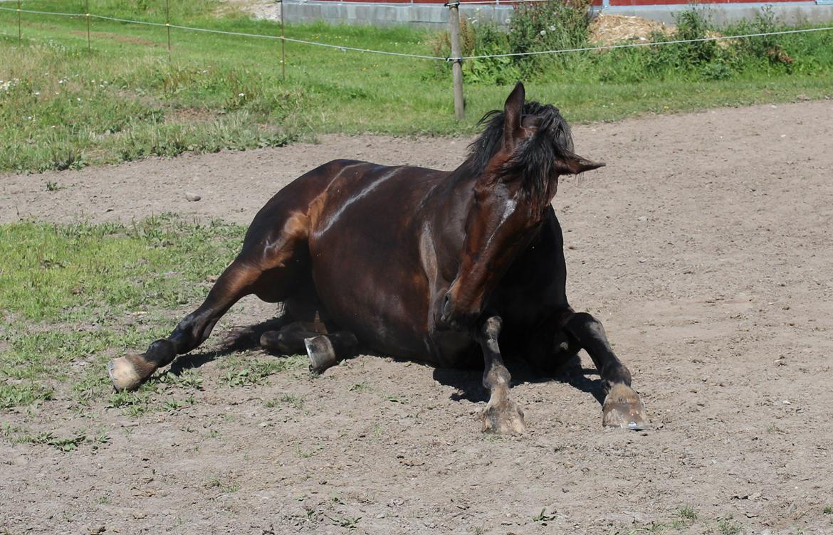 Dansk Varmblod KOKO R.I.P billede 14