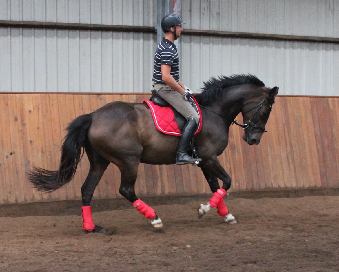 Dansk Varmblod KOKO R.I.P - Dennis Holst og Prinsessen :)
August 2012 billede 15