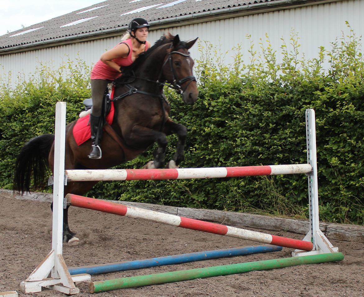 Dansk Varmblod KOKO R.I.P - Det hygge <3 Hun elsker det <3 billede 17