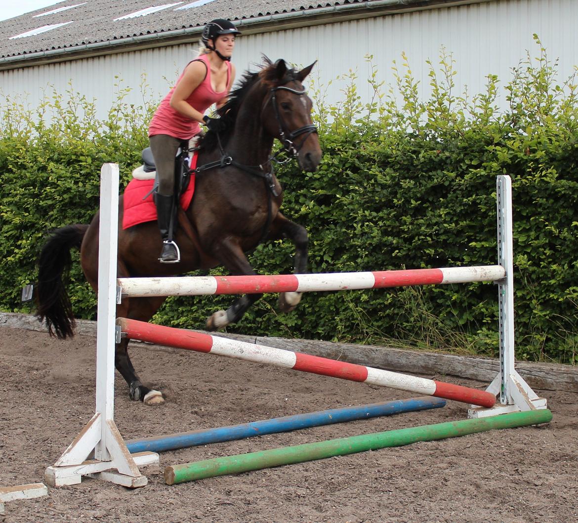 Dansk Varmblod KOKO R.I.P - August 2012 billede 18