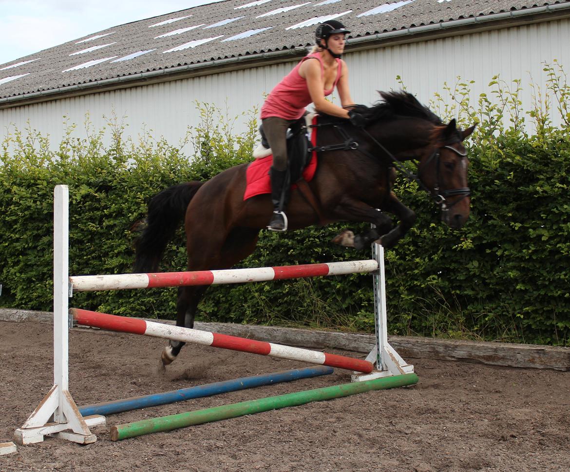 Dansk Varmblod KOKO R.I.P - August 2012 billede 19