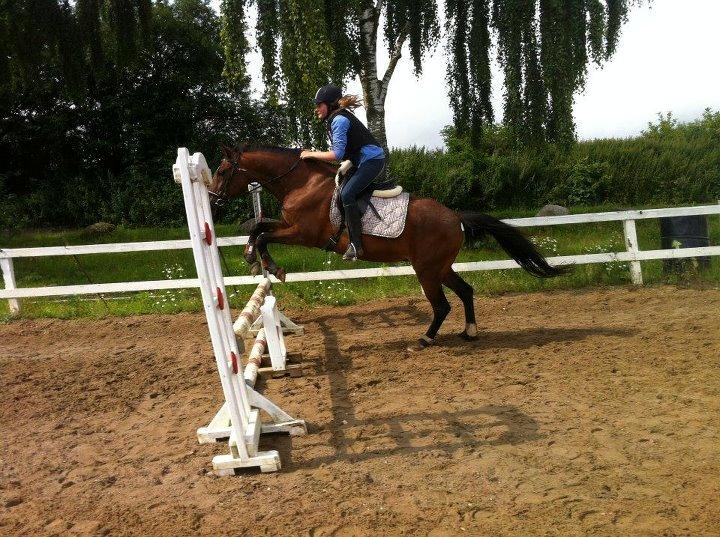 Anden særlig race Cargo billede 2