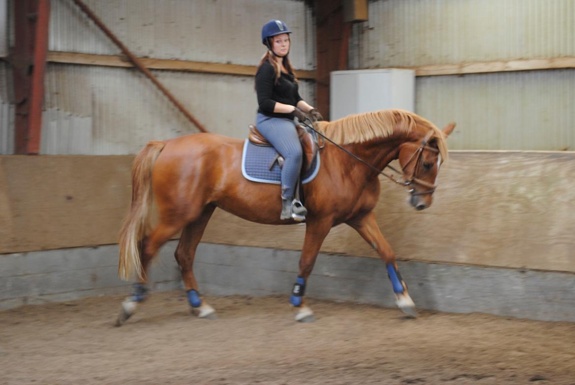 Frederiksborg Bakkegårds Nathasja billede 3