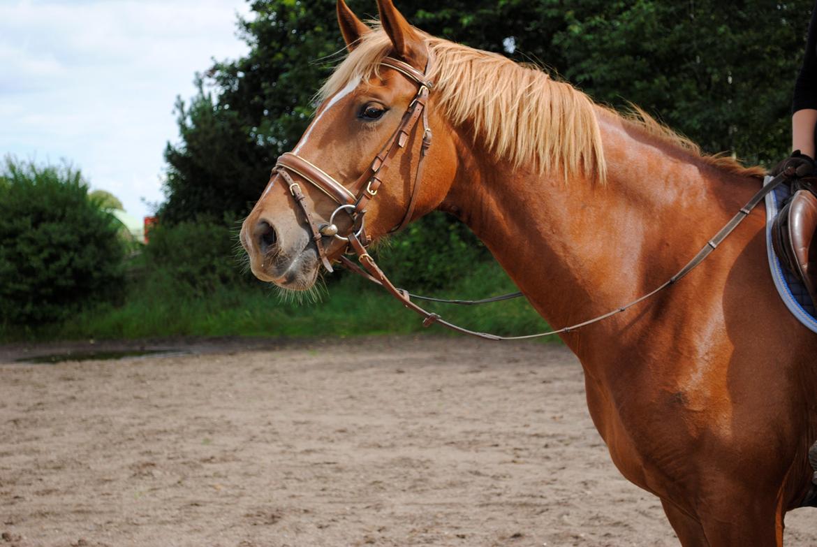 Frederiksborg Bakkegårds Nathasja billede 5