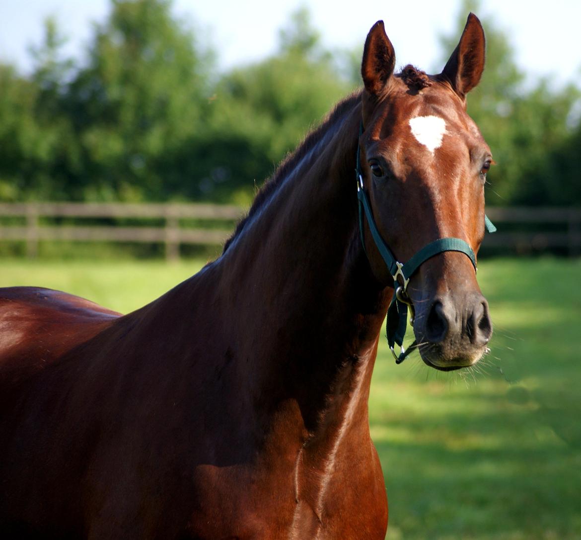 Dansk Varmblod Don Deigo II af Lilleris billede 13