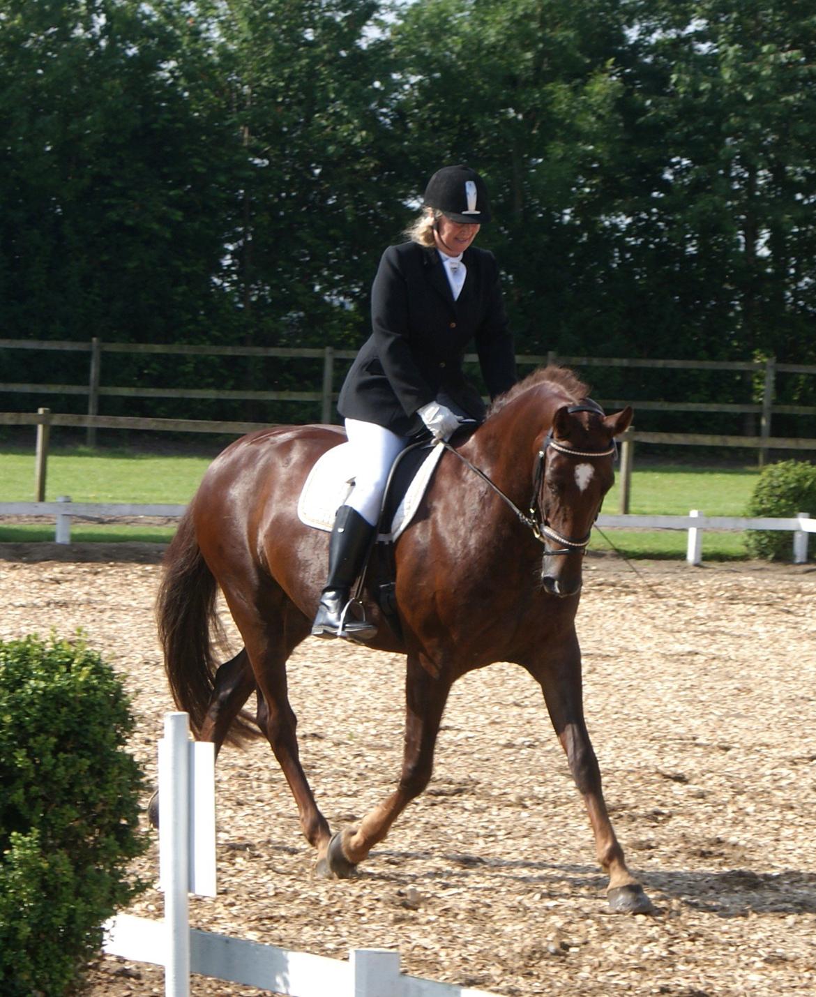 Dansk Varmblod Don Deigo II af Lilleris billede 15