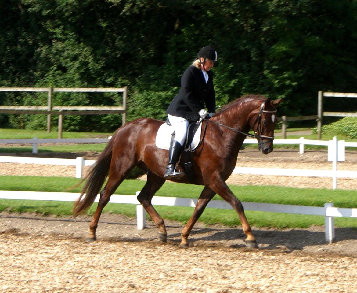 Dansk Varmblod Don Deigo II af Lilleris billede 16