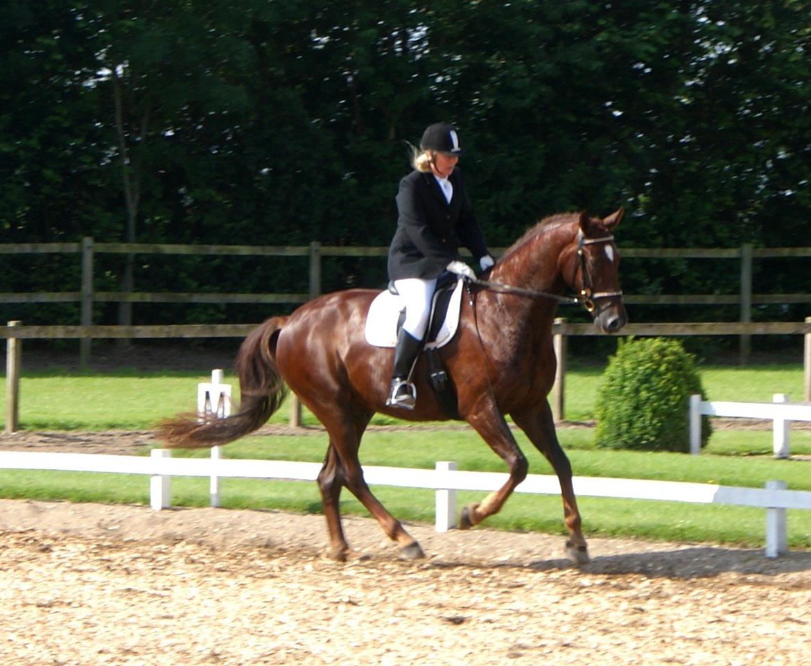 Dansk Varmblod Don Deigo II af Lilleris billede 17