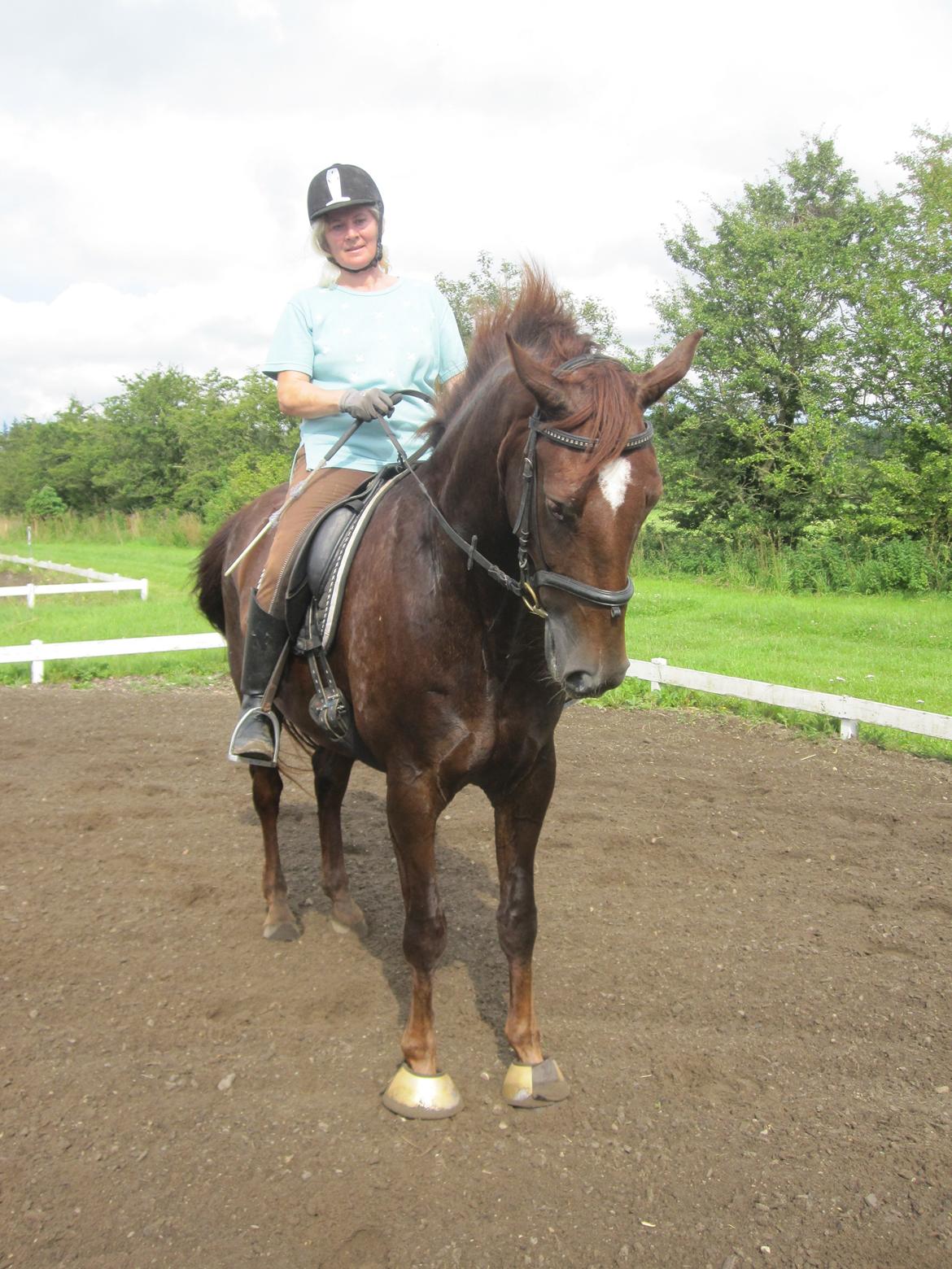 Dansk Varmblod Don Deigo II af Lilleris billede 19