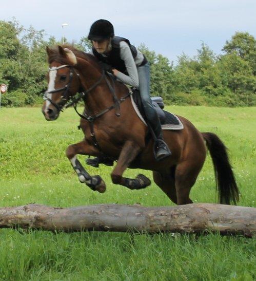 New Forest Orchid's Champer<3 solgt :'-( - Du er de ord og jeg forstår, og jeg visner, hvis du går!<3 billede 15