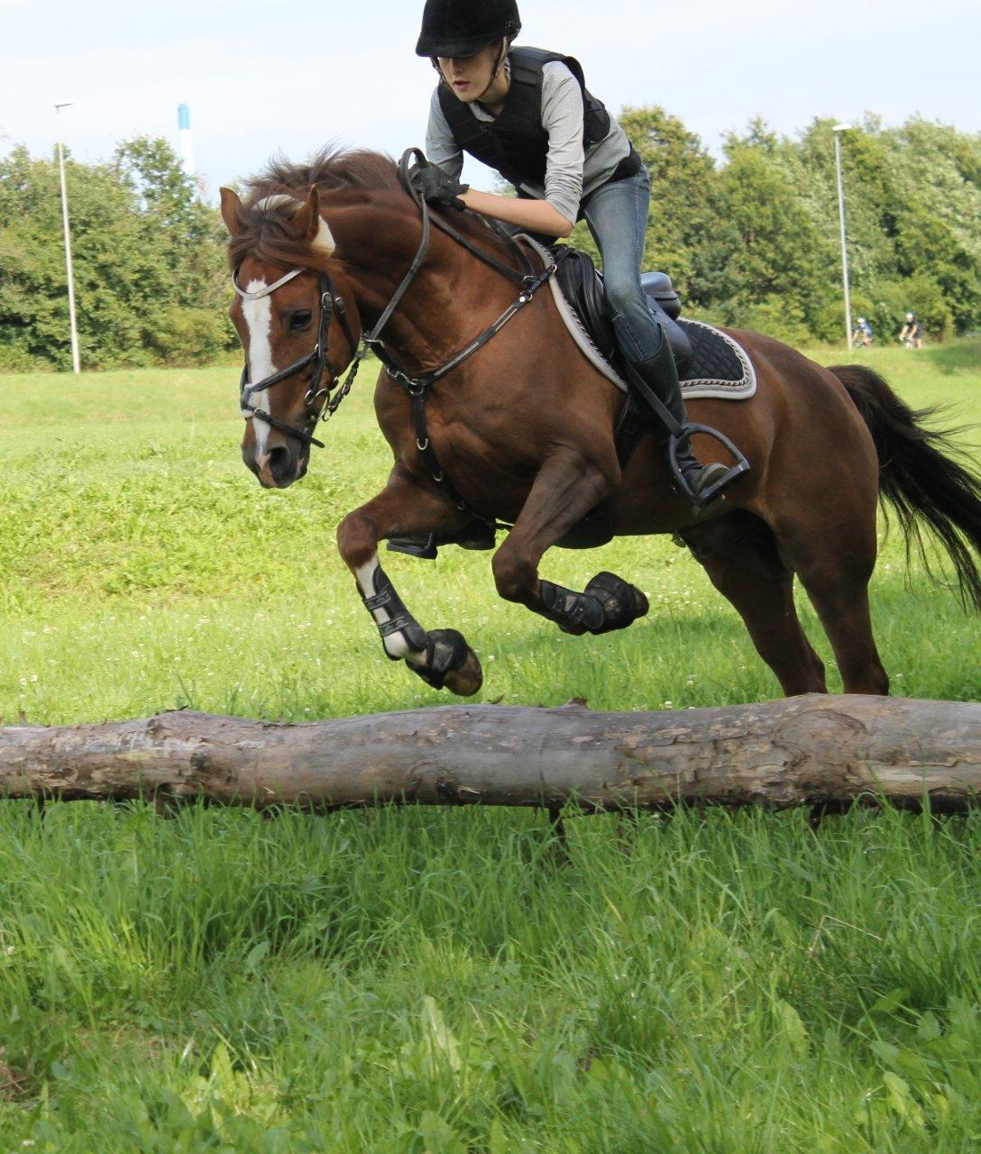 New Forest Orchid's Champer<3 solgt :'-( billede 16