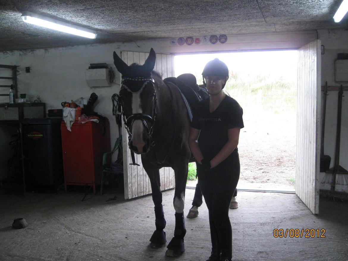 Dansk Varmblod Fifi<33 billede 19