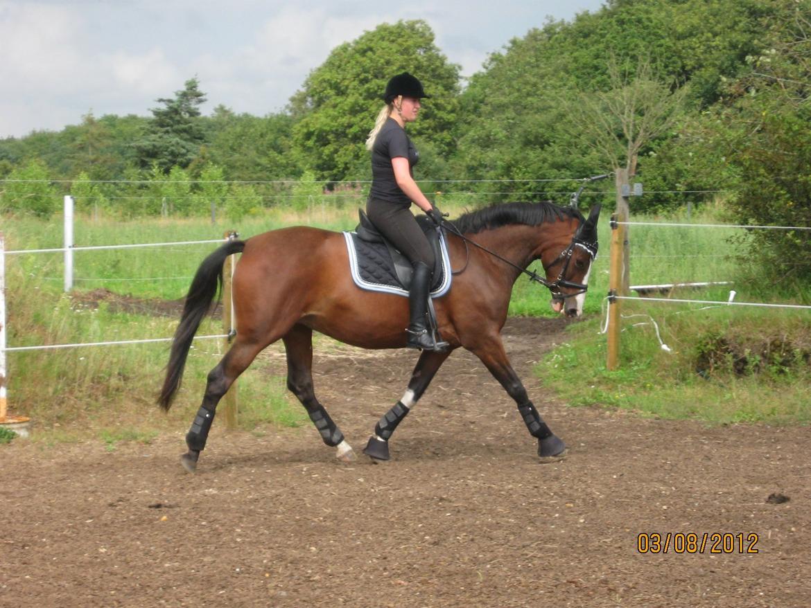 Dansk Varmblod Fifi<33 billede 20