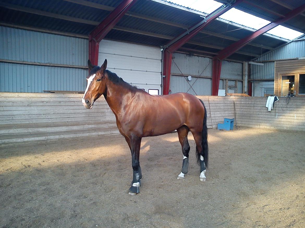 Dansk Varmblod Kildebo's Do-Re-Mi billede 10