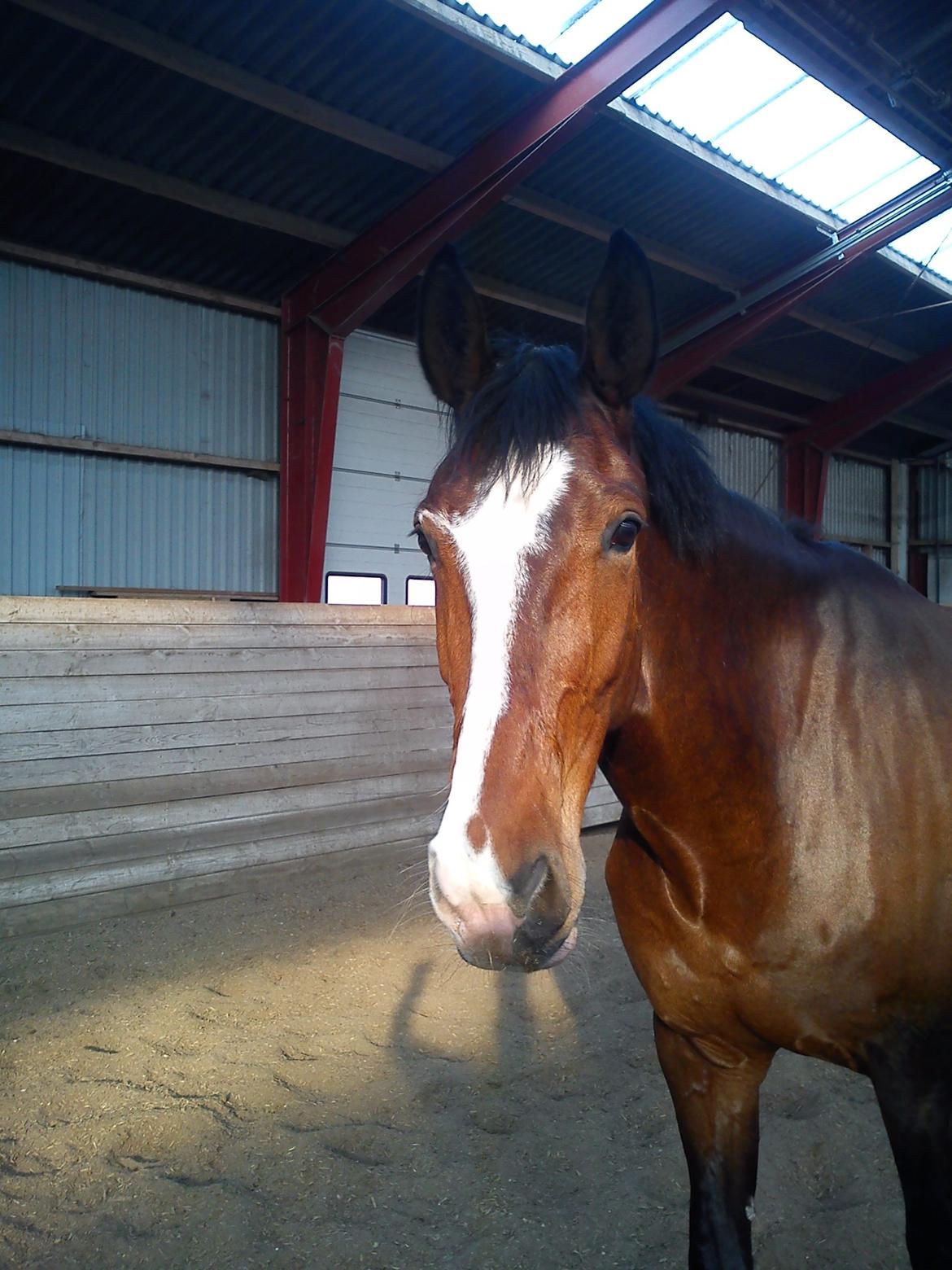 Dansk Varmblod Kildebo's Do-Re-Mi billede 11