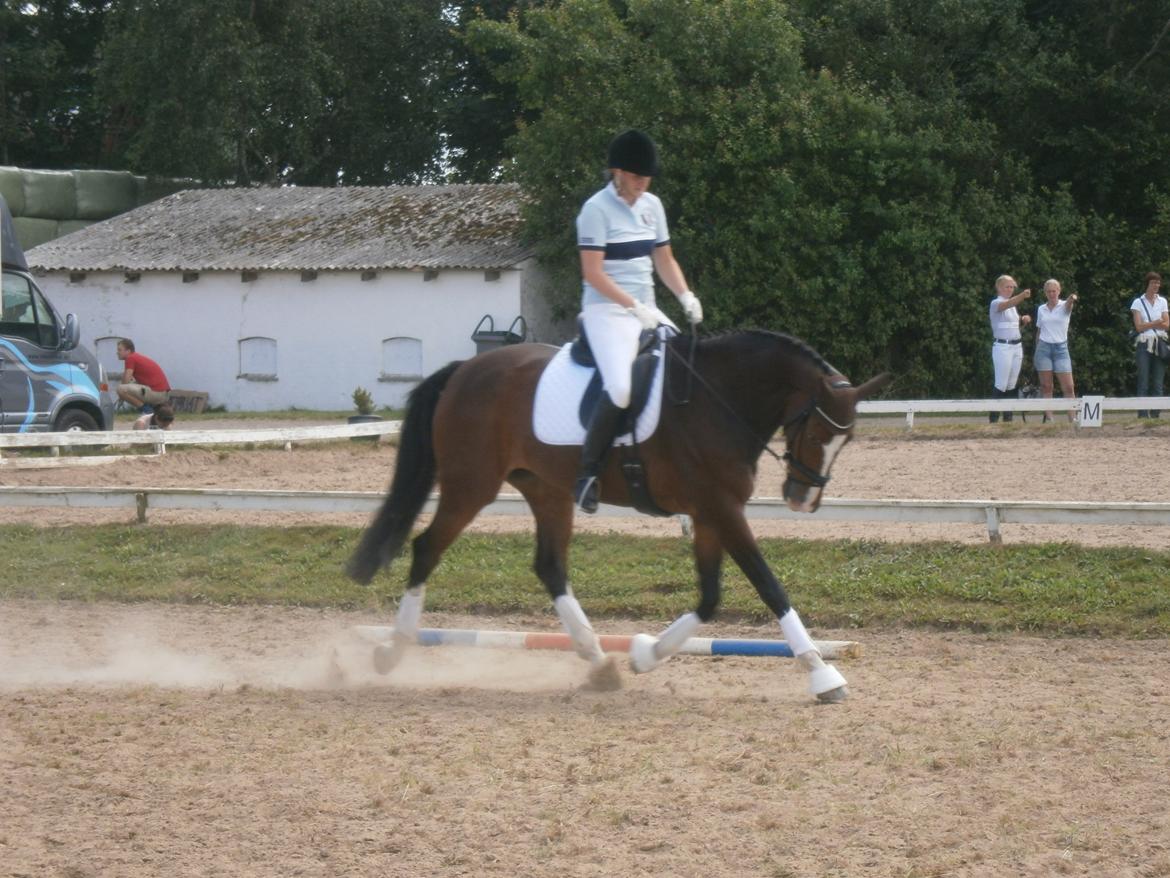 Dansk Varmblod Kildebo's Do-Re-Mi billede 14