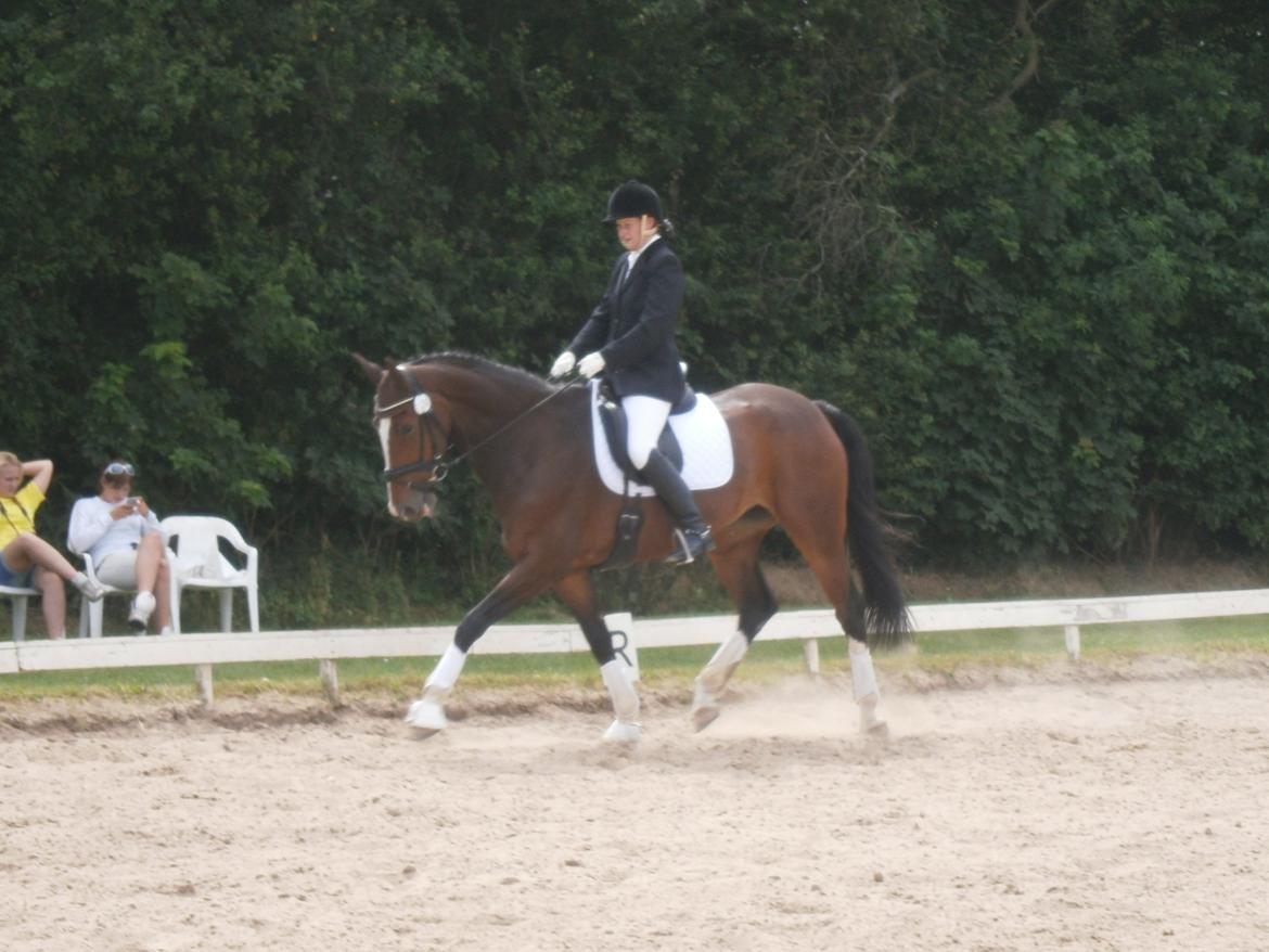 Dansk Varmblod Kildebo's Do-Re-Mi billede 15