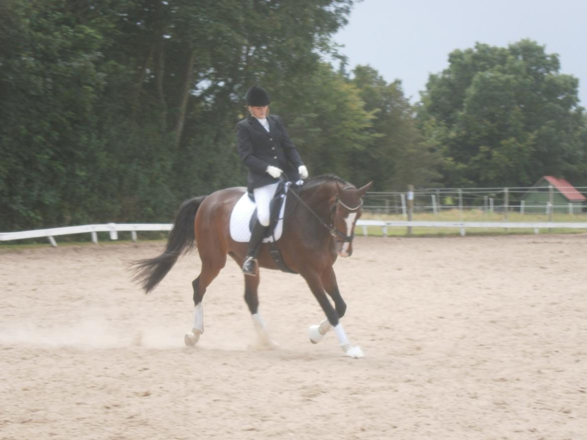 Dansk Varmblod Kildebo's Do-Re-Mi billede 17