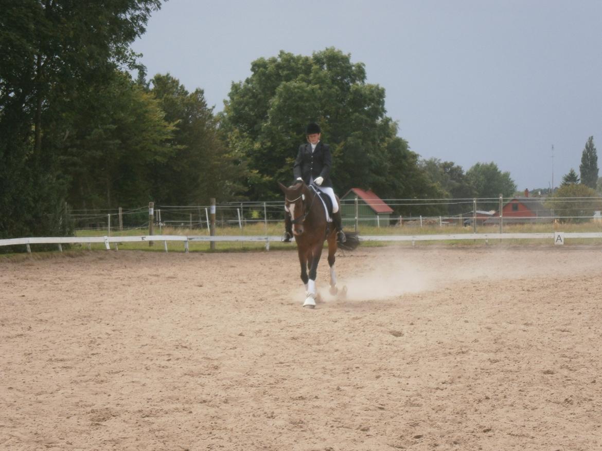 Dansk Varmblod Kildebo's Do-Re-Mi billede 18