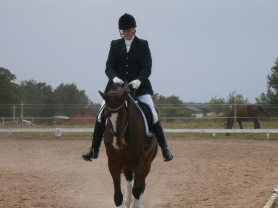 Dansk Varmblod Kildebo's Do-Re-Mi billede 19