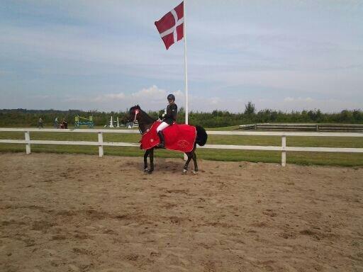 Hollandsk Sportspony Obelix - Indv. distriktmester!! <3 billede 2