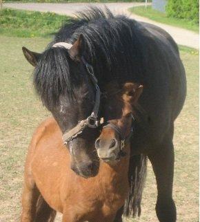 Anden særlig race Rainbow - krammer <3 <3 billede 8